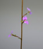 Stylidium debile flowers.jpg Stylidium debile flowers.jpg