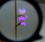 Stylidium debile flower magnifying glass.jpg Stylidium debile flower magnifying glass.jpg