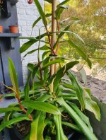 Nepenthes1.jpg