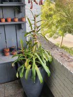 Nepenthes2.jpg