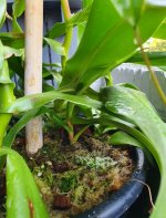Nepenthes3.jpg