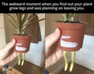 Plant Going to Walk Out on You.jpg Plant Going to Walk Out on You.jpg
