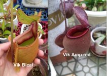 Vik bical x Vik amp red.jpg