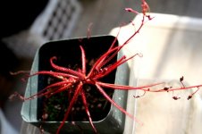 Drosera hartmeyerorum dark red A.jpg Drosera hartmeyerorum dark red A.jpg
