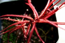 Drosera hartmeyerorum dark red B.jpg Drosera hartmeyerorum dark red B.jpg