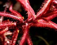 Drosera hartmeyerorum dark red w trichomes.jpg Drosera hartmeyerorum dark red w trichomes.jpg