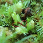 nmacrophylla_circles.jpg