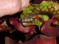 rsz_2020-11-4_moth_2.jpg