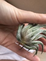 tillandsia issues 1.jpg tillandsia issues 1.jpg