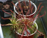 D capensis Red 001.JPG