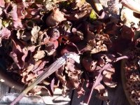 2014-3-21 S. purpurea after overwinter in garage 1.JPG