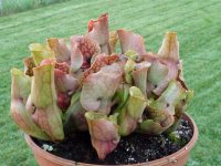 2020-10-31 S. purpurea 1.JPG