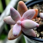 Pachysedum Ganzhou.JPG Pachysedum Ganzhou.JPG