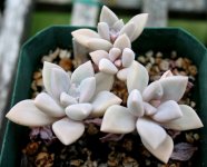 Graptopetalum paraguayense.JPG Graptopetalum paraguayense.JPG