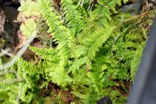 Nephrolepis exaltata 'Fluffy Ruffles'.JPG