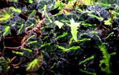 Begonia China Doll.JPG