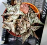 Mini aloe.JPG