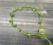IMG_1428.jpeg