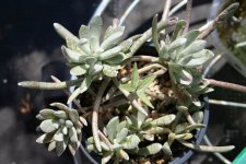 Senecio scaposus.JPG