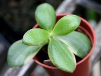 Crassula Maruba.JPG