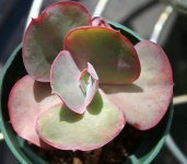 Echeveria Etna.JPG Echeveria Etna.JPG