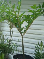 IMG_20200809_184142262.jpg