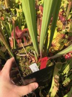 IMG_8913.jpeg IMG_8913.jpeg