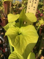 IMG_8915.jpeg IMG_8915.jpeg
