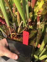 IMG_8916.jpeg IMG_8916.jpeg
