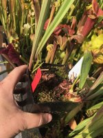 IMG_8943.jpeg IMG_8943.jpeg