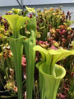 IMG_8742.jpeg
