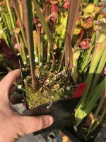 IMG_8946.jpeg IMG_8946.jpeg