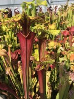 IMG_8944.jpeg IMG_8944.jpeg