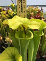 IMG_8747.jpeg