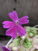 laueanaxemarginata_20210227.jpg