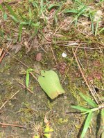 lawn sundew a.jpg lawn sundew a.jpg
