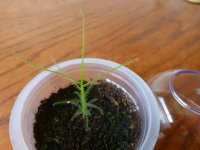 Byblis filifolia 5.26.21a.JPG