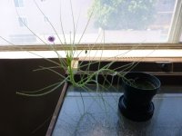 B.filifolia 7.21.21a.JPG