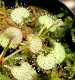 Dros prolifera 4.JPG Dros prolifera 4.JPG
