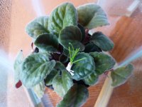 Byblis graft 5.16.21b.JPG