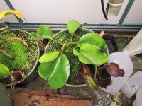 new nepenthes Black Truncata pictures 001.JPG new nepenthes Black Truncata pictures 001.JPG