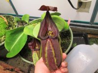 new nepenthes Black Truncata pictures 002.JPG new nepenthes Black Truncata pictures 002.JPG