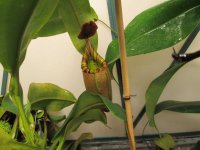new nepenthes Black Truncata pictures 005.JPG new nepenthes Black Truncata pictures 005.JPG