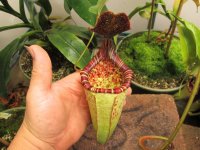 new nepenthes pictures 001.JPG new nepenthes pictures 001.JPG