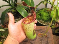 new nepenthes pictures 002.JPG new nepenthes pictures 002.JPG