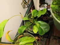 new nepenthes pictures 004.JPG new nepenthes pictures 004.JPG