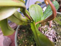 new nepenthes pictures 007.JPG new nepenthes pictures 007.JPG