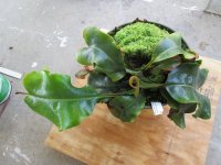 new nepenthes pictures 009.JPG new nepenthes pictures 009.JPG