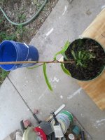 new nepenthes pictures 013.JPG new nepenthes pictures 013.JPG