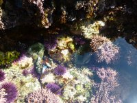 anemone 9.18.21.JPG